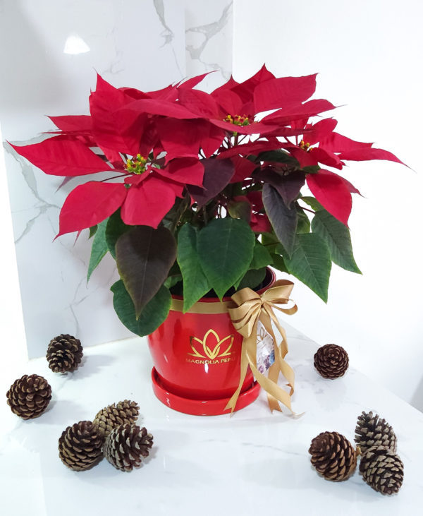 Planta Flor de Pascua - Ponsettia - Navidad